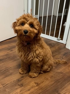 F1B Mini Goldendoodle Ivy of  Indie & Rex